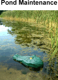 Pond Maintenance