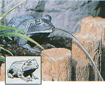 Frog Pond Spitter