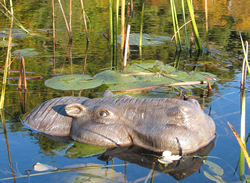 Floating Hippo