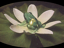Lily Light Frog