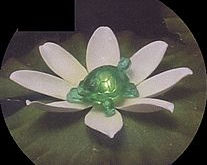 Lily Light Turtle