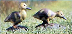 Ducklings