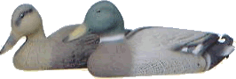Floating Mallards