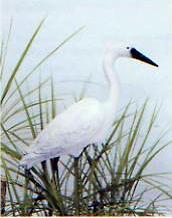 Egret