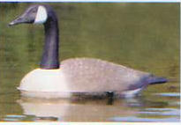 Floating  Canadian Goose