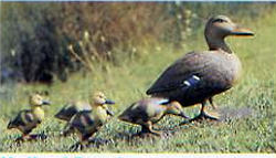 Mallard Family