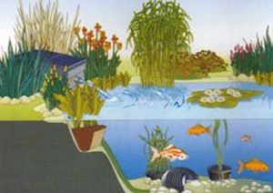 Pond Diagram Using Biotec Filter